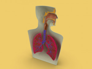 3D LUNGS RESPIRATORY SYSTEM Modelo 3D