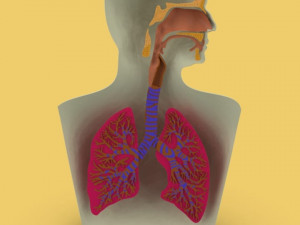 3D LUNGS RESPIRATORY SYSTEM Modelo 3D