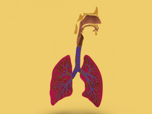 3D LUNGS RESPIRATORY SYSTEM Modelo 3D