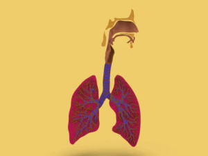 3D LUNGS RESPIRATORY SYSTEM 3D Model