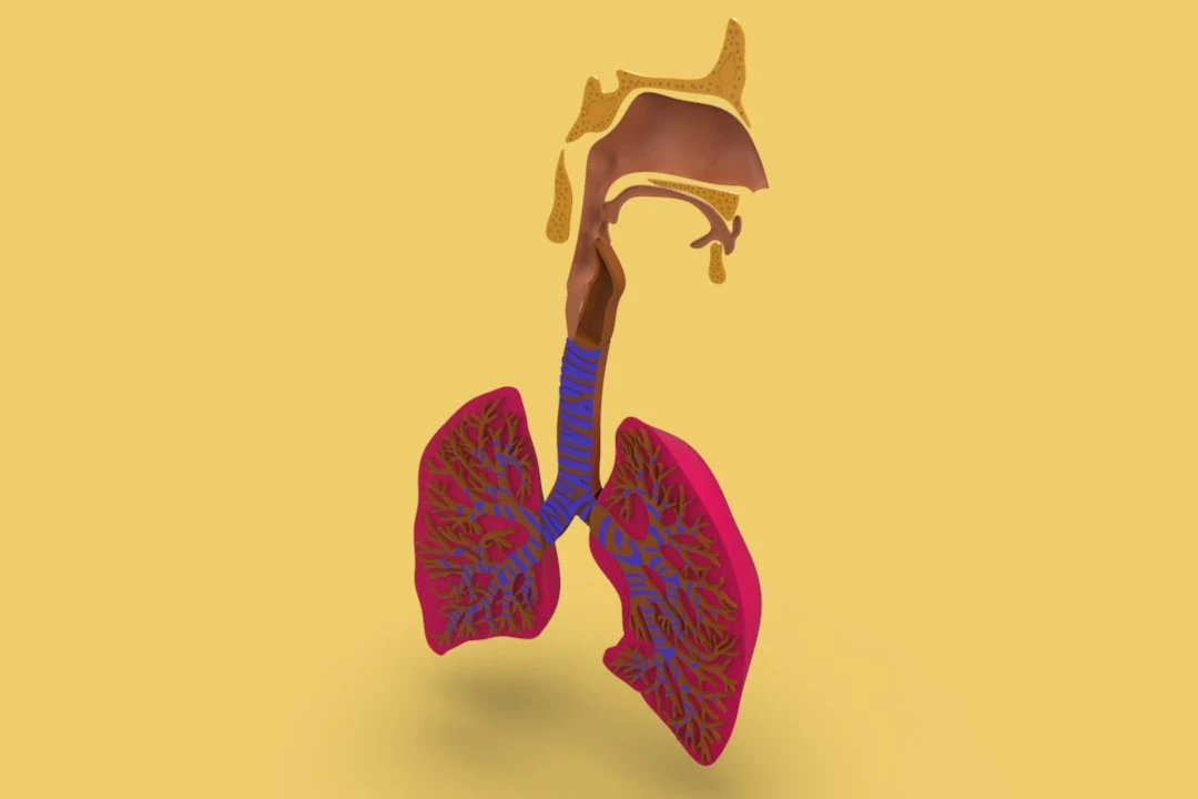 3D LUNGS RESPIRATORY SYSTEM 3D Model .c4d .max .obj .3ds .fbx .stl .blend 