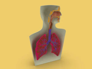 3D LUNGS RESPIRATORY SYSTEM 3D Model