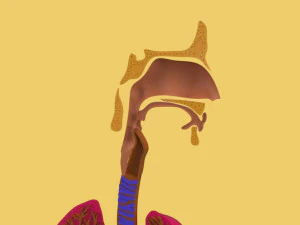 3D LUNGS RESPIRATORY SYSTEM 3D Model