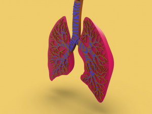 3D LUNGS RESPIRATORY SYSTEM Modelo 3D