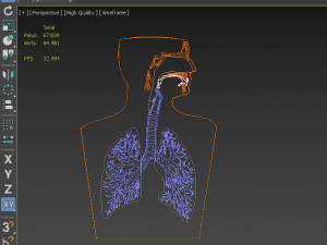 3D LUNGS RESPIRATORY SYSTEM Modelo 3D