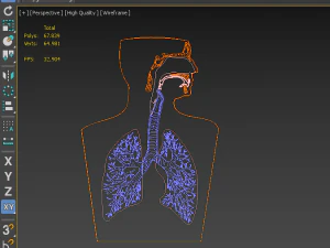 3D LUNGS RESPIRATORY SYSTEM 3D Model