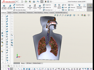3D LUNGS RESPIRATORY SYSTEM Modelo 3D