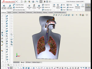 3D LUNGS RESPIRATORY SYSTEM 3D Model
