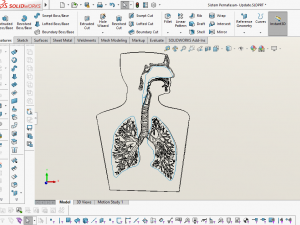 3D LUNGS RESPIRATORY SYSTEM Modelo 3D