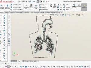 3D LUNGS RESPIRATORY SYSTEM 3D Model