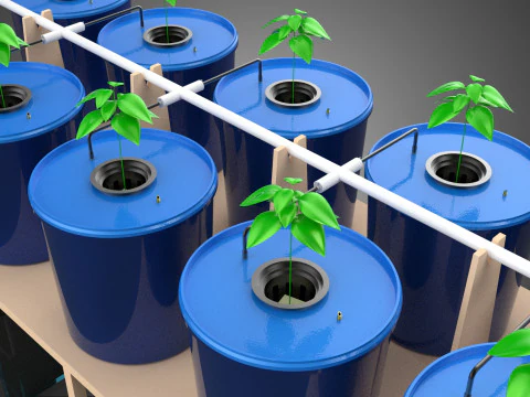 DIY GREENHOUSE BATO DUTCH BUCKET HYDROPONIC SYSTEM PLANT ARRAY 3D Model
