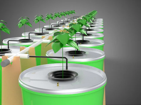 DIY DUTCH BUCKET HYDROPONIC SYSTEM SETUP GREENHOUSE BATO GARDEN 3D Model