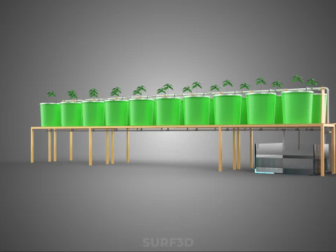 DIY DUTCH BUCKET HYDROPONIC SYSTEM SETUP GREENHOUSE BATO GARDEN 3D Model
