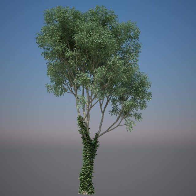 tree creeper Modèle 3D .c4d .max .obj .3ds .fbx .stl .blend 