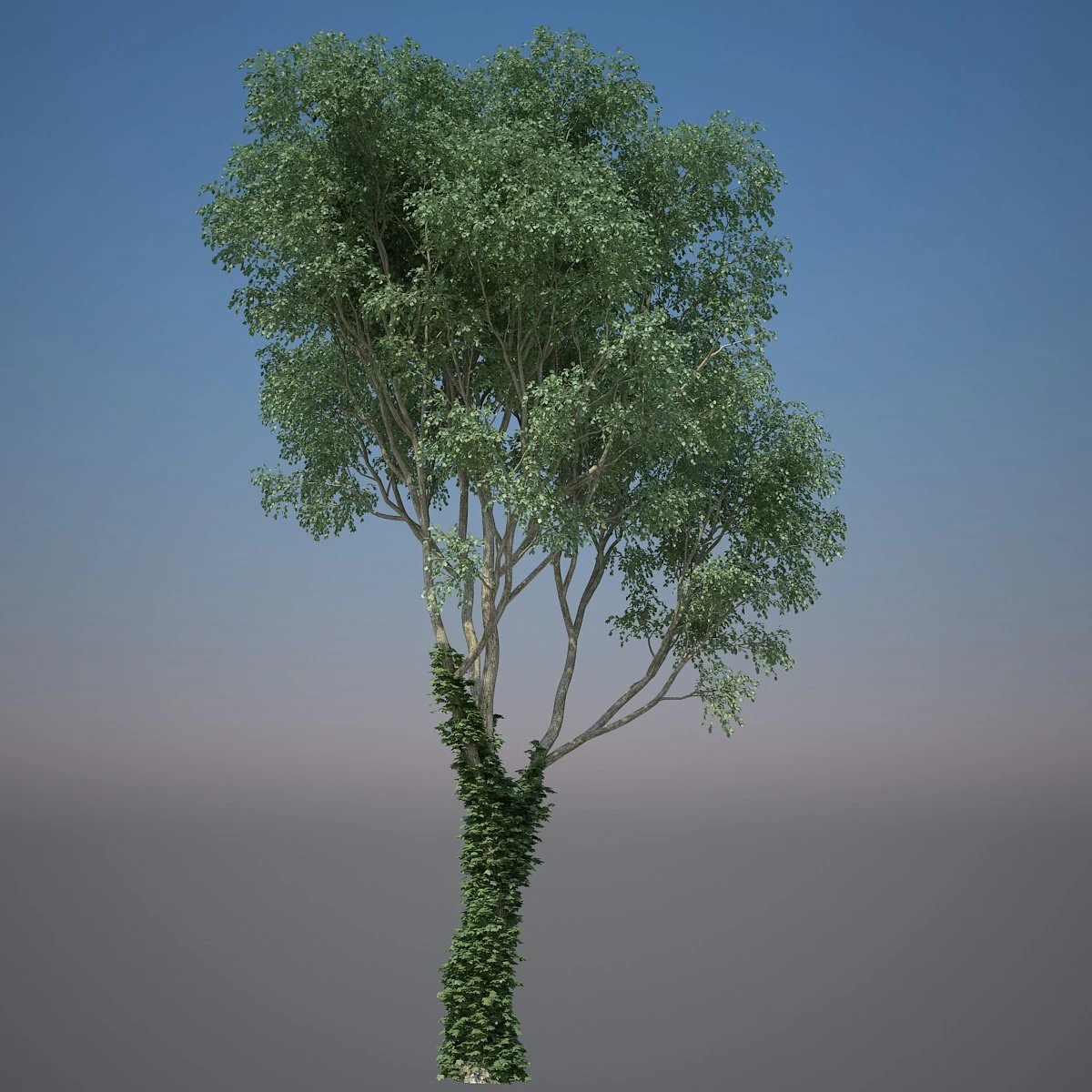 tree creeper 3D Model .c4d .max .obj .3ds .fbx .stl .blend 