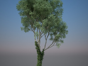 tree creeper 3D Model