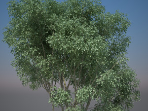 tree creeper Modèle 3D