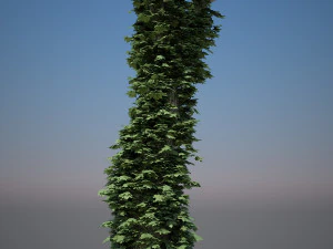 tree creeper 3D Model
