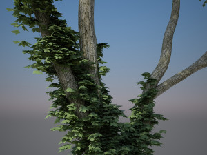 tree creeper Modèle 3D