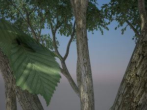 tree creeper Modèle 3D