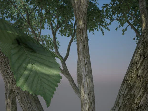 tree creeper 3D Model
