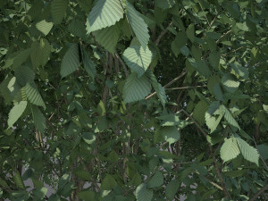 tree creeper Modèle 3D