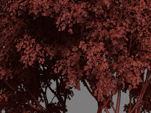 tree creeper Modèle 3D