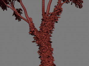 tree creeper Modèle 3D