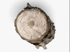 wood log - 8k scan Model 3D