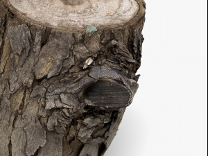 wood log - 8k scan Model 3D