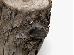 wood log - 8k scan 3D Model