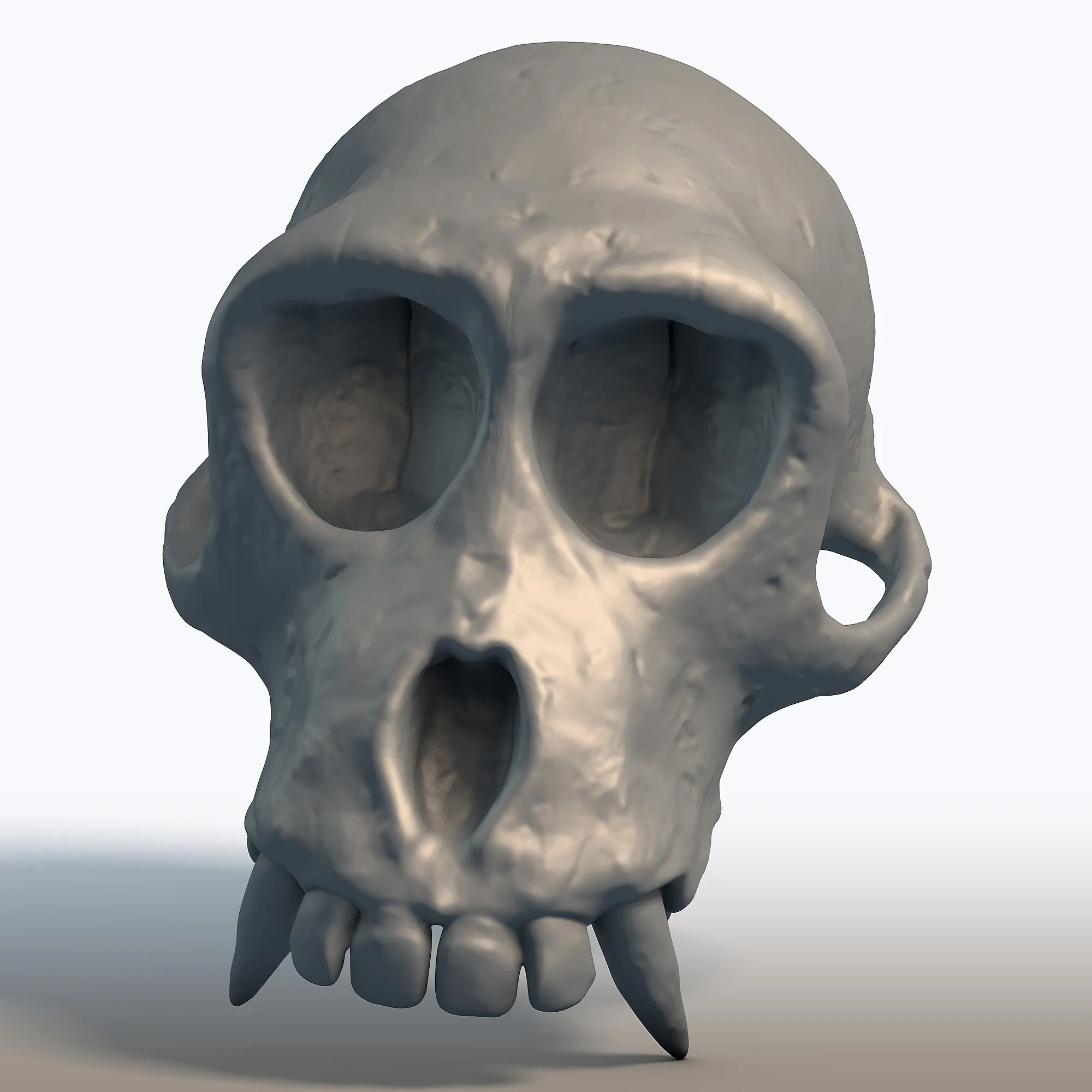 Monkey Skull - Primate Anatomy Sculpture - Biological Replica for Printing 3D Print Model .c4d .max .obj .3ds .fbx .stl .blend 