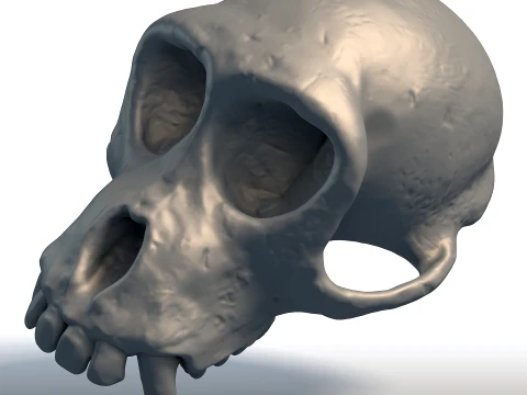 Monkey Skull - Primate Anatomy Sculpture - Biological Replica for Printing 3D Print Model