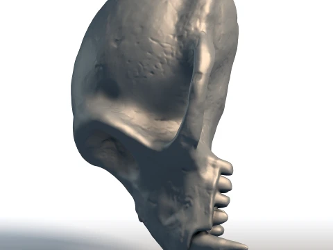Monkey Skull - Primate Anatomy Sculpture - Biological Replica for Printing 3D Print Model