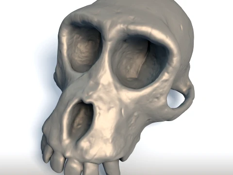 Monkey Skull - Primate Anatomy Sculpture - Biological Replica for Printing 3D Print Model