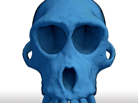 Monkey Skull - Primate Anatomy Sculpture - Biological Replica for Printing 3D Print Model