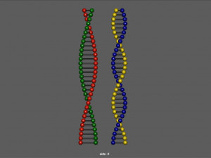 chain of dna 3D Model