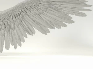 angel or bird wings 3D Model