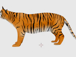 tigre indiana del Bengala Modello 3D