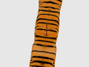 indian bengal tiger 3D Model