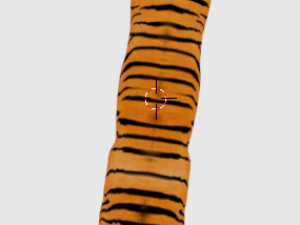 tigre de bengala indiano Modelo 3D