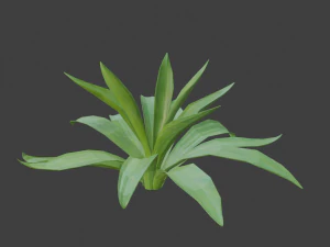 agave 3D Model