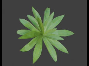agave 3D Model