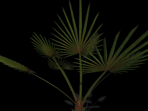 palm tree 3D Модель