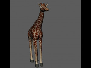 giraffe 3D Model