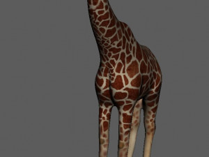 giraffe 3D 模型