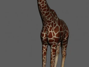 giraffe 3D Model