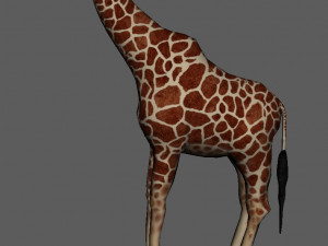 giraffe 3D 模型