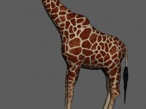 giraffe 3D Model