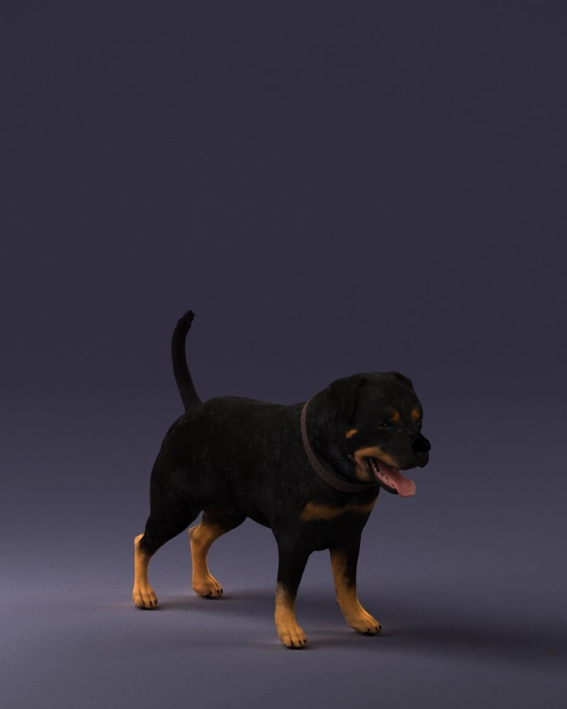 000496 Rottweiler Dog Standing Realistic Animal Character 3D Model .c4d .max .obj .3ds .fbx .stl .blend 
